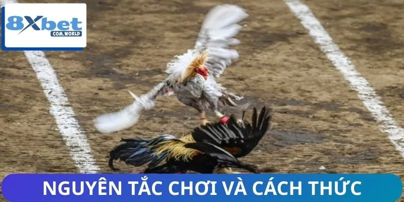 Trường Đá Gà – Thế Giới Đỉnh Cao Của Những Chiến Kê 2 Hội viên nắm rõ thông tin về cách đặt cược tại trường chọi gà