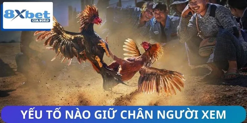 Vì Sao Đá Gà Live 8XBET Được Ưa Chuộng? Giải Đáp Ngay 3 Những yếu tố góp phần giữ chân người xem
