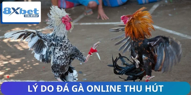 Thị Trường Đá Gà Online Và Sự Tăng Trưởng Của 8XBET 2 Lý do mảng đá gà ngày càng thu hút người xem