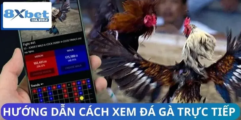 Phát Sóng Trực Tiếp Đá Gà - Đủ Sảnh C1 Đến C6 Siêu Nóng 2 Quy trình xem phát sóng đá gà live
