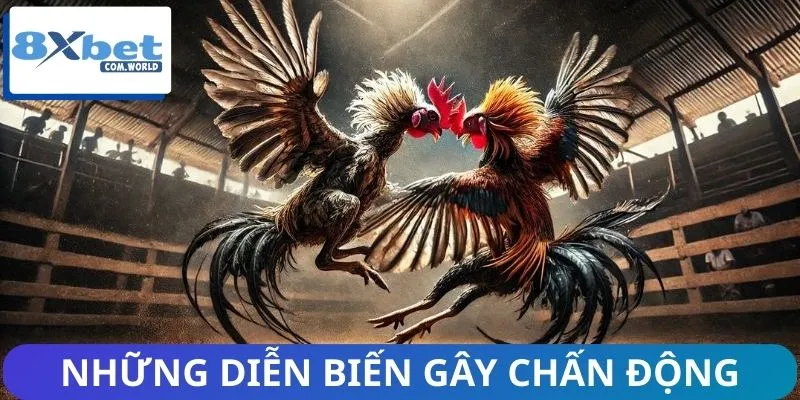 Tổng Hợp Tin Nổi Bật Nhất Về Đá Gà 8XBET – Cập Nhật Nóng Hổi 1 Theo dõi ngay những diễn biến đáng chú ý trên sàn đấu