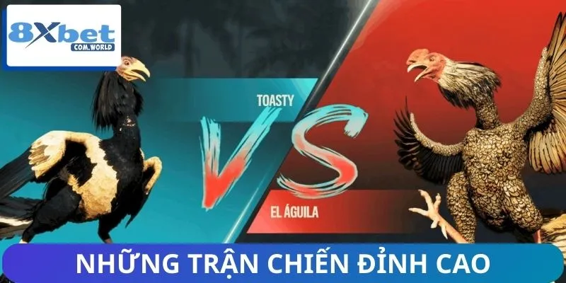 Tổng Hợp Tin Nổi Bật Nhất Về Đá Gà 8XBET – Cập Nhật Nóng Hổi 2 Mãn nhãn với những cuộc so tài đỉnh cao của chiến kê