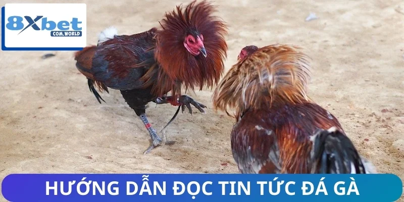 Chia sẻ 5 bước đọc tin tức từ nền tảng uy tín 8XBET